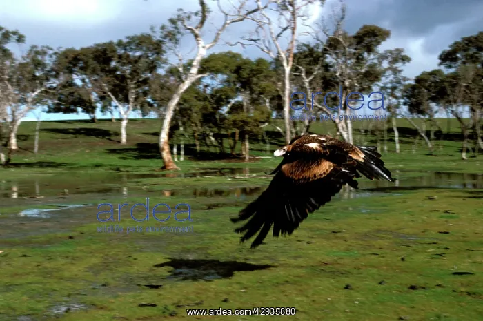  : Wedge-tailed eagle in flight