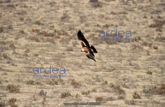  : Wedge-tailed eagle - in flight (from above)