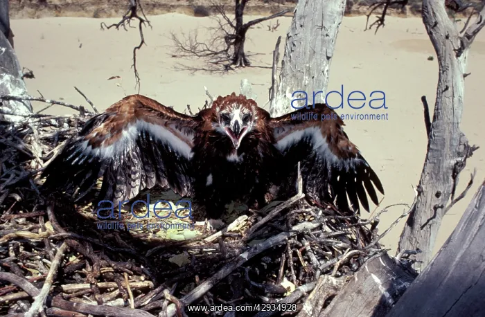 : Wedge-tailed eagle - large chick at nest : Wedge-tailed eagle - large chick at nest