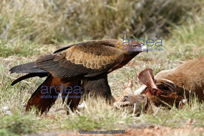 : Wedge-tailed Eagle - By road-killed kangaroo : Wedge-tailed Eagle - By road-killed kangaroo