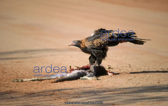 : Wedge-tailed Eagle Scavenges Kangaroo Carcass : Wedge-tailed Eagle Scavenges Kangaroo Carcass