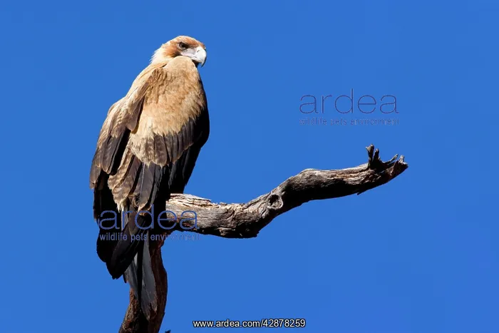 : Wedge-tailed Eagle - one year old Wedge-tailed : Wedge-tailed Eagle - one year old Wedge-tailed