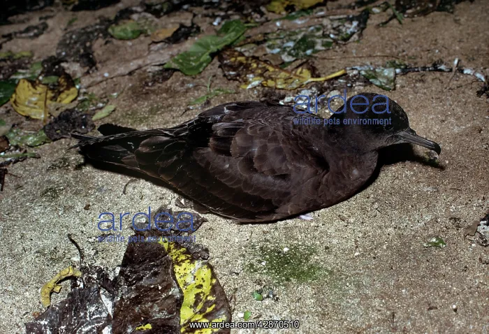 : Wedge Tailed Shearwater : Wedge Tailed Shearwater