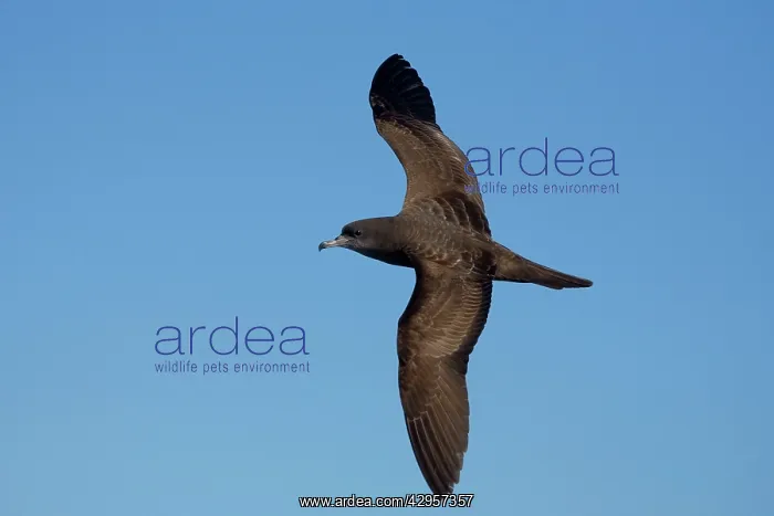 : Wedge-tailed Shearwater : Wedge-tailed Shearwater