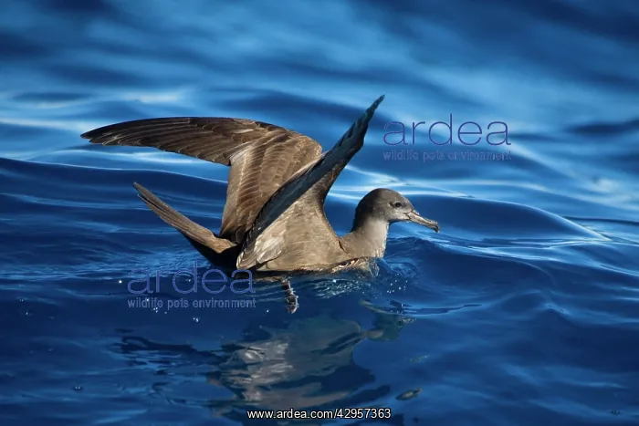 : Wedge-tailed Shearwater : Wedge-tailed Shearwater