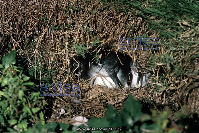 : Wedge-tailed Shearwater : Wedge-tailed Shearwater