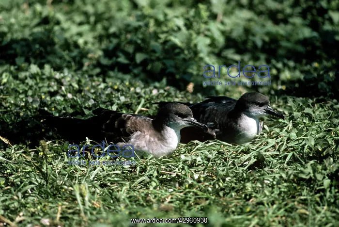 : Wedge-tailed Shearwater : Wedge-tailed Shearwater