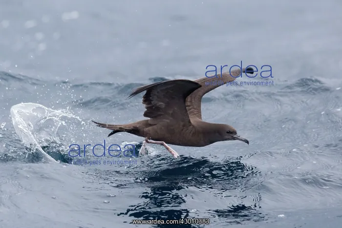 : Wedge-tailed Shearwater : Wedge-tailed Shearwater