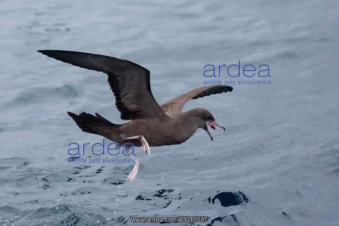 : Wedge-tailed Shearwater : Wedge-tailed Shearwater