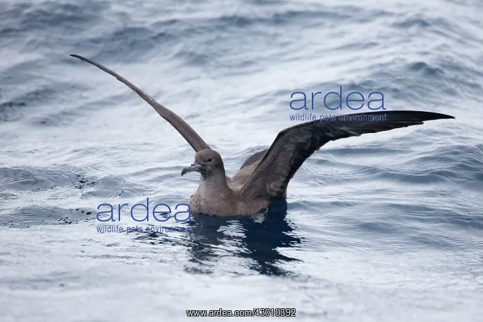 : Wedge-tailed Shearwater : Wedge-tailed Shearwater