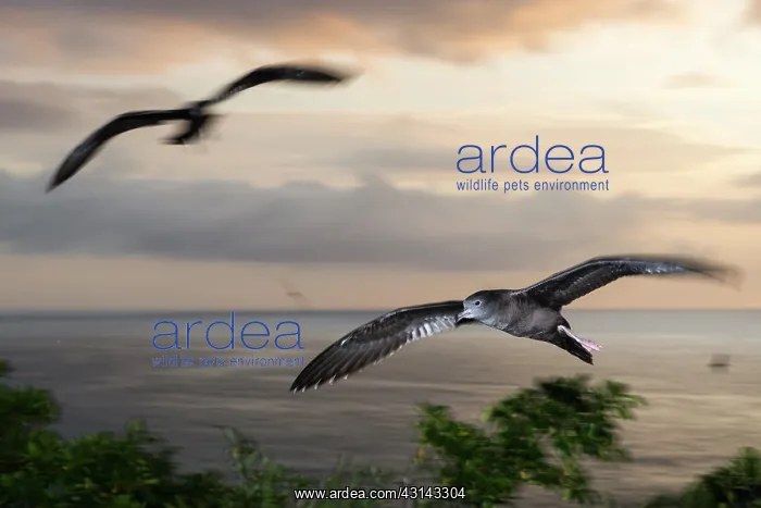: Wedge-tailed Shearwater : Wedge-tailed Shearwater