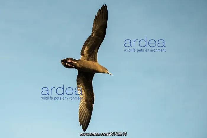 : Wedge-tailed Shearwater : Wedge-tailed Shearwater