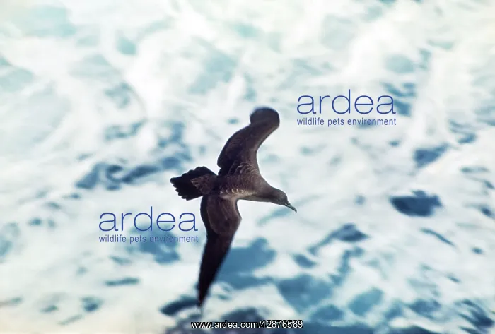: WEDGE-TAILED SHEARWATER - in flight : WEDGE-TAILED SHEARWATER - in flight