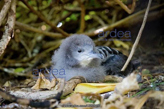 : Wedge-tailed Shearwater (Puffinus pacificus) : Wedge-tailed Shearwater (Puffinus pacificus)
