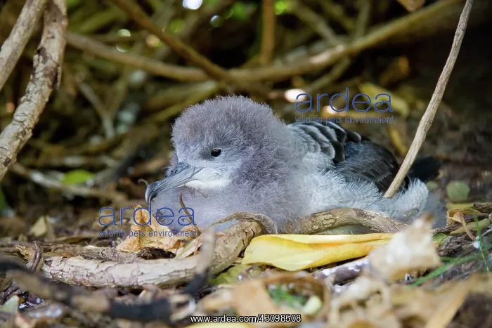 : Wedge-tailed Shearwater (Puffinus pacificus) : Wedge-tailed Shearwater (Puffinus pacificus)