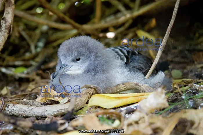 : Wedge-tailed Shearwater (Puffinus pacificus) : Wedge-tailed Shearwater (Puffinus pacificus)