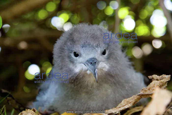 : Wedge-tailed Shearwater (Puffinus pacificus) : Wedge-tailed Shearwater (Puffinus pacificus)