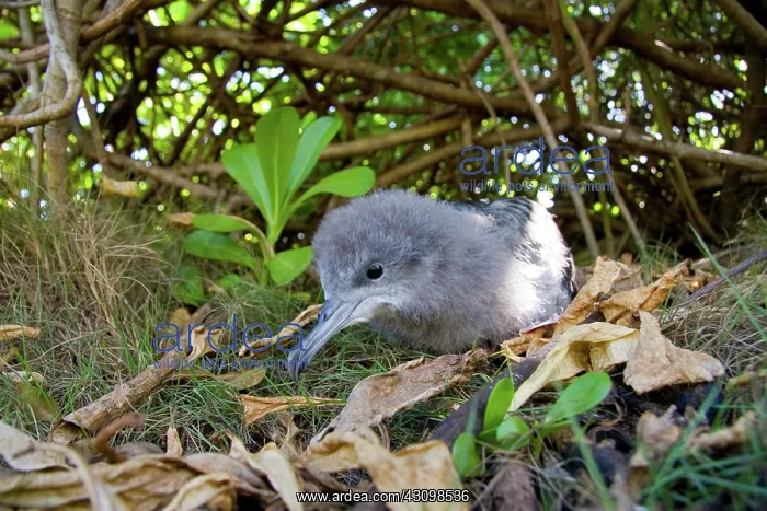 : Wedge-tailed Shearwater (Puffinus pacificus) : Wedge-tailed Shearwater (Puffinus pacificus)