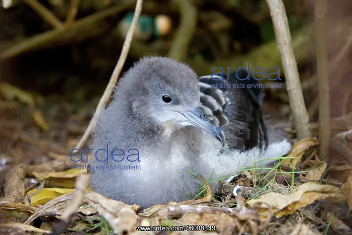 : Wedge-tailed Shearwater (Puffinus pacificus) : Wedge-tailed Shearwater (Puffinus pacificus)