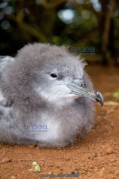 : Wedge-tailed Shearwater (Puffinus pacificus) : Wedge-tailed Shearwater (Puffinus pacificus)