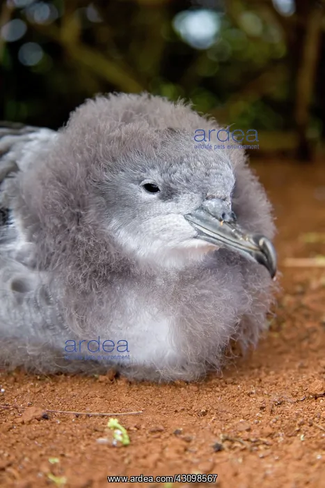 : Wedge-tailed Shearwater (Puffinus pacificus) : Wedge-tailed Shearwater (Puffinus pacificus)