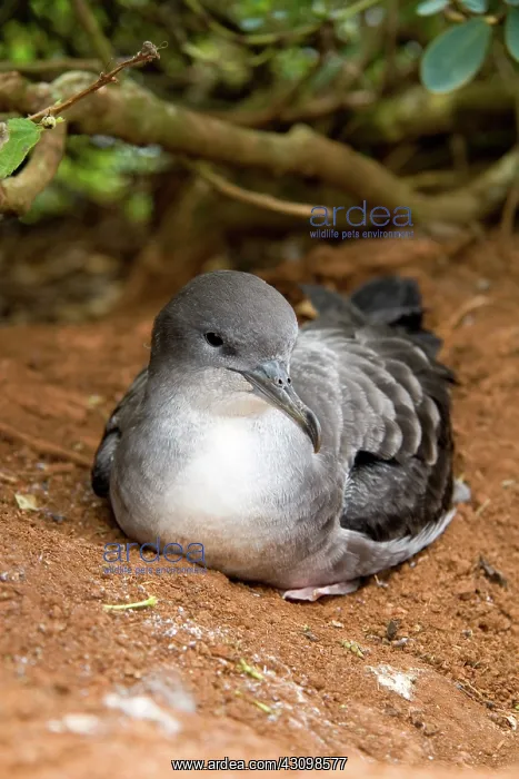 : Wedge-tailed Shearwater (Puffinus pacificus) : Wedge-tailed Shearwater (Puffinus pacificus)