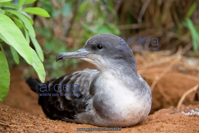 : Wedge-tailed Shearwater (Puffinus pacificus) : Wedge-tailed Shearwater (Puffinus pacificus)
