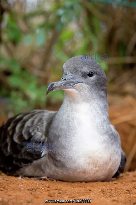 : Wedge-tailed Shearwater (Puffinus pacificus) : Wedge-tailed Shearwater (Puffinus pacificus)