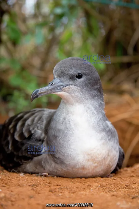 : Wedge-tailed Shearwater (Puffinus pacificus) : Wedge-tailed Shearwater (Puffinus pacificus)