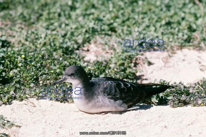 : Wedge-Tailed SHEARWATER - Sitting on ground : Wedge-Tailed SHEARWATER - Sitting on ground