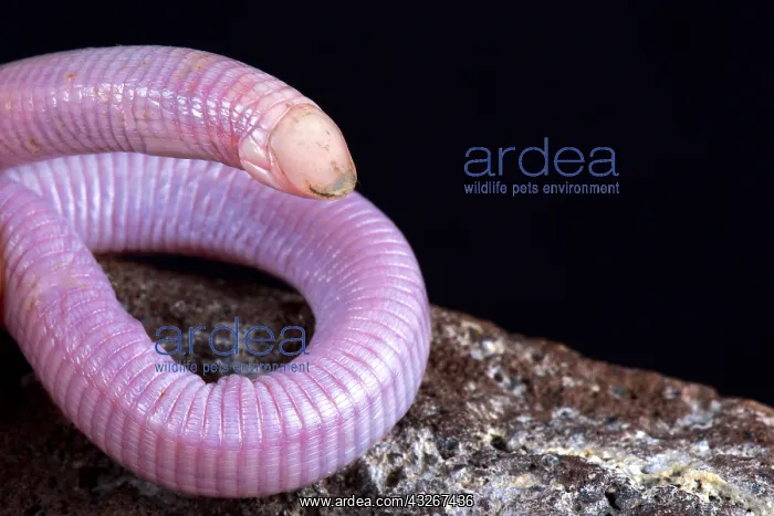 : Wedgesnouted Worm Lizard (Monopeltis decosteri) : Wedgesnouted Worm Lizard (Monopeltis decosteri)