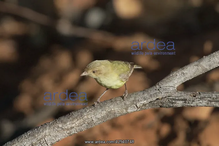 : Weebill (Smricornis brevirostris flavesce) : Weebill (Smricornis brevirostris flavesce)