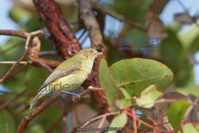 : Weebill (Smicrornis brevirostris), Cracow, Queensland, Australia : Weebill (Smicrornis brevirostris), Cracow, Queensland, Australia