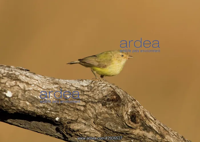: Weebill - Australia's smallest bird : Weebill - Australia's smallest bird