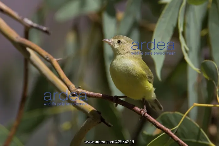 : Weebill - in a eucalypt near the Mt Isa city water tanks : Weebill - in a eucalypt near the Mt Isa city water tanks