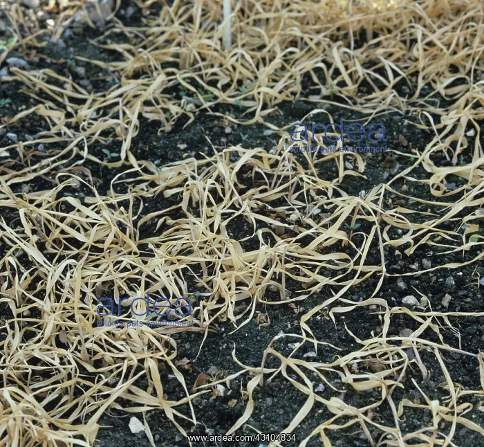 : Weed control : Weed control
