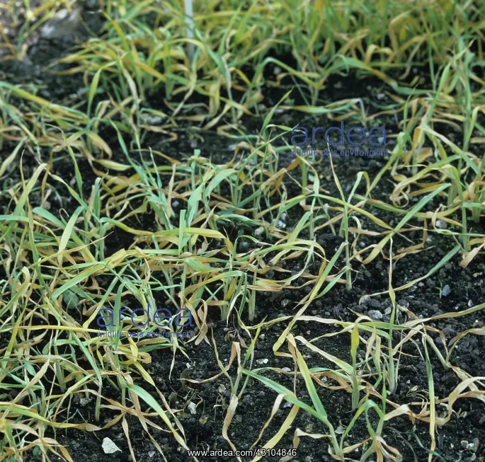 : Weed control : Weed control