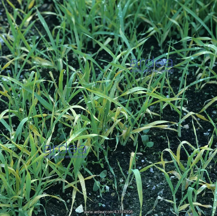 : Weed control : Weed control