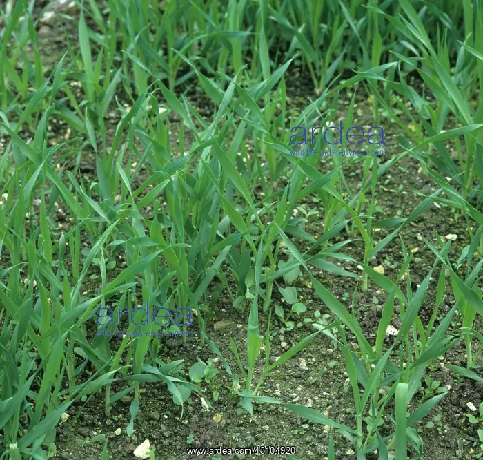 : Weed control : Weed control