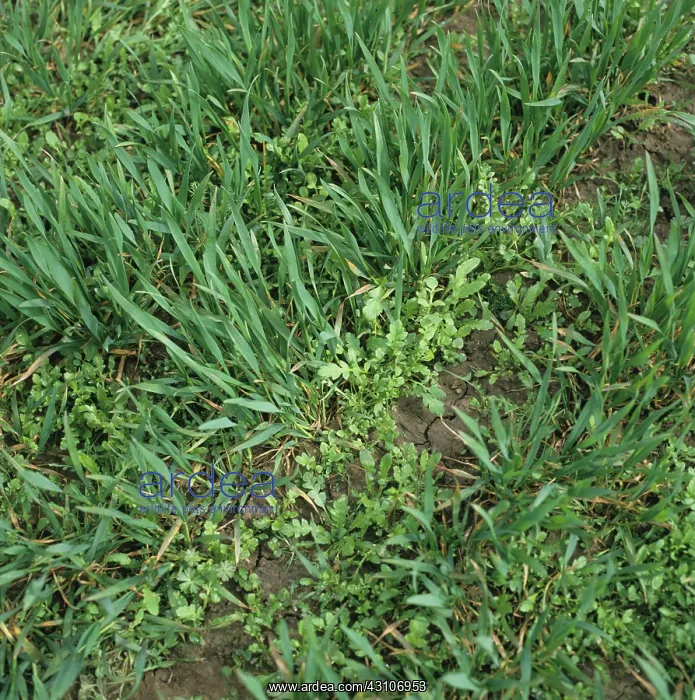 : Weed seedlings : Weed seedlings