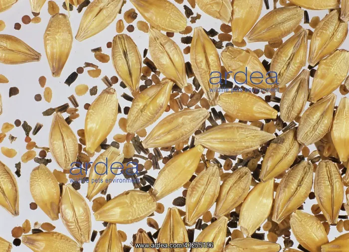 : Weed seeds contaminating barley grain sample : Weed seeds contaminating barley grain sample