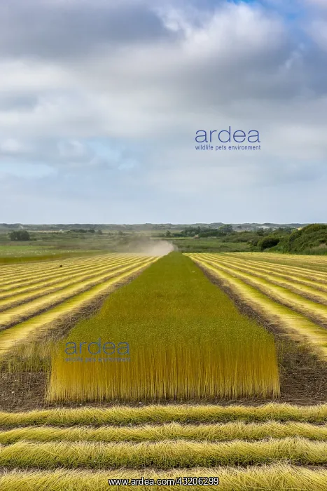 : Weeding and drying the stems of flax in a field : Weeding and drying the stems of flax in a field
