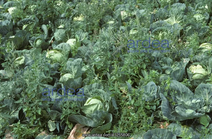 : Weeds in a cabbage crop : Weeds in a cabbage crop