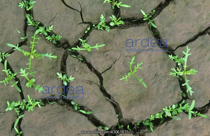 : Weeds in creacked mud : Weeds in creacked mud