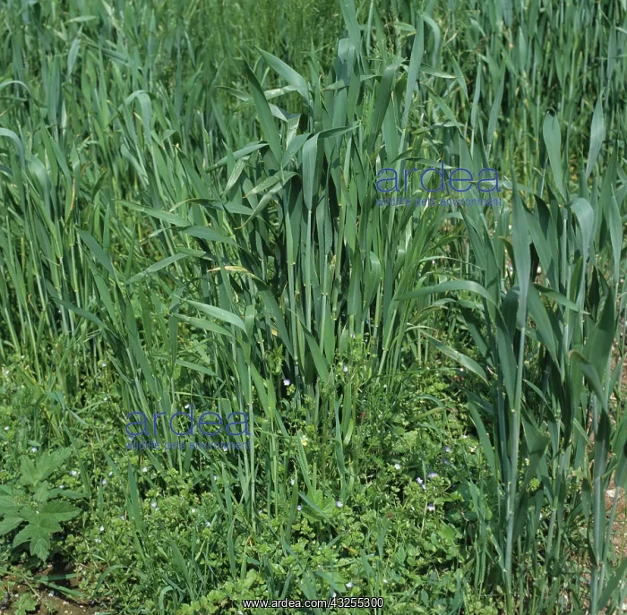 : Weeds in a crop of Wheat (Triticum aestivum) : Weeds in a crop of Wheat (Triticum aestivum)