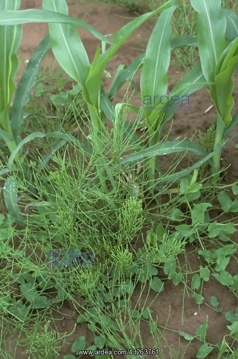 : Weeds growing in maize crop : Weeds growing in maize crop