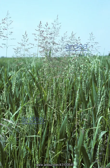 : Weeds growing in Wheat crop : Weeds growing in Wheat crop