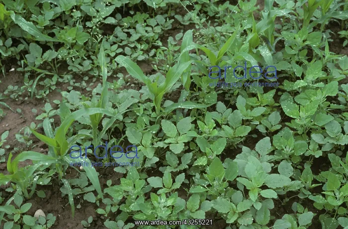 : Weeds in young maize crop : Weeds in young maize crop