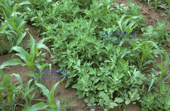 : Weeds in young maize crop : Weeds in young maize crop