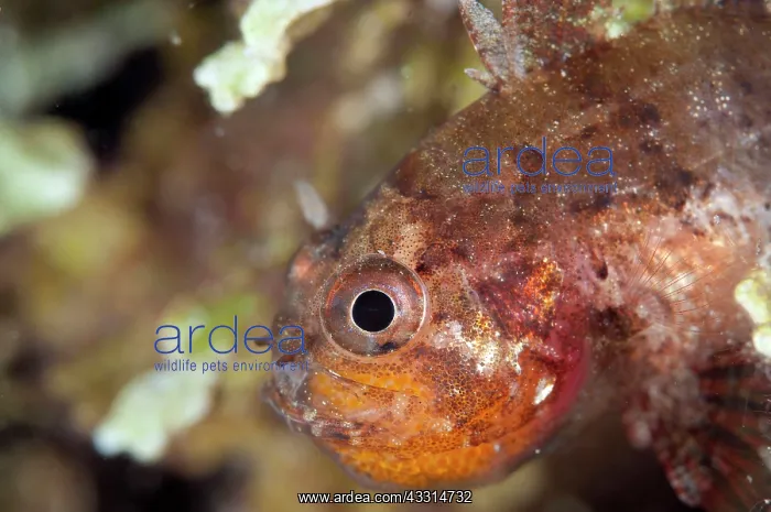 : Weedy Cardinalfish - with eggs in mouth during night dive : Weedy Cardinalfish - with eggs in mouth during night dive